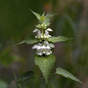 Plante comestible White nettle Lamium album