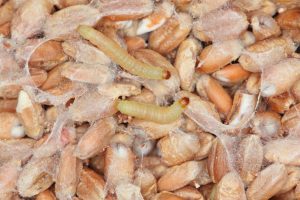 10 astuces pour un stock de nourriture sain et efficace 2 mites alimentaires nuisibles stock